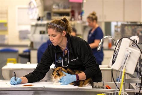 blue pearl irvine|southern ca vet specialty hospital.